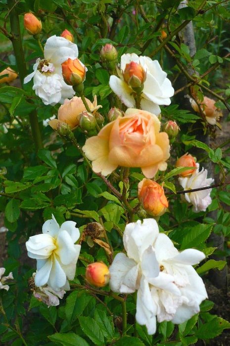 R_Ghislaine de feligonde_DM12